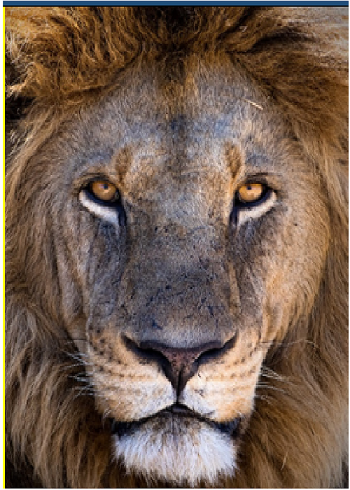 Lion's face